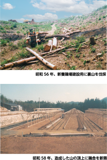 昭和56年、新養鶏場建設用に裏山を伐採